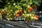 Tasty organic strawberry growth in big Dutch greenhouse, everyday harvest.