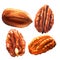 Tasty pecan nut, whole nuts in skins and pecan halves peeled, dried pecans set, close up, isolated, hand drawn