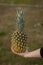 Tasty pineapple holding with a hands with red nails