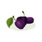 Tasty plums with green leaves. Sweet and juicy summer fruit. Flat vector element for product packaging or poster of farm