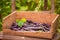 Tasty purple beans in a old wooden box in greenhoue