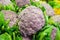 Tasty purple cauliflower or Brassica oleracea, a colorful addition to the white variety