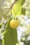 Tasty ripe yellow cherry on a tree branch, healthy fruit