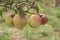 tasty and ripe Ziziphus mauritiana fruit on tree in farm