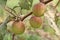 tasty and ripe Ziziphus mauritiana fruit on tree in farm