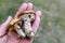 Tasty Suillus Gray on a man& x27;s hand. Mushroom picker with found plump mushrooms