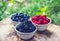 Tasty Summer Garden Berries. Organic Blueberry Raspberry Blackberries