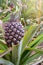 Tasty sweet fruits. Growing pineapples in a greenhouse on the island of San Miguel, Ponta Delgada, Portugal. Pineapple is a symbol