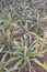 Tasty sweet fruits. Growing pineapples in a greenhouse on the island of San Miguel, Ponta Delgada, Portugal. Pineapple is a symbol