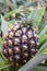 Tasty sweet fruits. Growing pineapples in a greenhouse on the island of San Miguel, Ponta Delgada, Portugal. Pineapple is a symbol