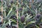 Tasty sweet fruits. Growing pineapples in a greenhouse on the island of San Miguel, Ponta Delgada, Portugal. Pineapple is a symbol