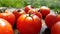 Tasty tomatoes red and greens watered sun grass