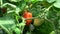 Tasty tomatoes on a shrub