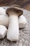 Tasty vegetarian food, fresh organic Pleurotus eryngii king trumpet mushrooms