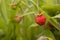 Tasty wild strawberry in a grass