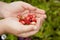 Tasty wild strawberry in hands