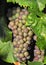 Tasty wine grapes