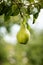 Tasty young healthy organic juicy pears hanging on a branch