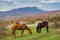 Tatar horses grazing in autumnal mountains in Crimean peninsula