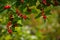 Tatarian or Alpine Honeysuckle Lonicera alpigena