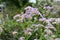 Tatarian aster  Aster tataricus  flowers.