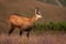 Tatra chamois bleating on meadow in summer nature.