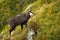 Tatra chamois climbing steep slope in mountains in summer nature.