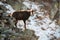 Tatra chamois climbing on stones in wintertime nature