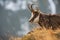 Tatra chamois lying in grass in autumn nature in close-up