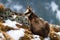 Tatra chamois lying on mountains in winter time.