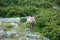 Tatra chamois in the natural habitat of High Tatra mountains, Slovakia