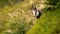 Tatra chamois peeking out of hill in summer nature.