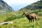 The Tatra chamois (Rupicapra rupicapra tatrica)