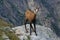 Tatra Chamois ( Rupicapra rupicapra tatrica )