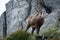 Tatra Chamois Rupicapra rupicapra tatrica