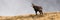 Tatra chamois standing on horizon in autumn nature.