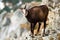 Tatra chamois standing on rock mountains in winter time.