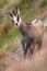 Tatra chamois standing on steep hill in summer nature.