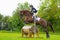 Tattersalls horse show in Ireland, dark ginger red horse jumping over obstacle with male rider, jockey