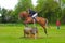 Tattersalls horse show in Ireland, red orange horse jumping over obstacle with male rider, jockey