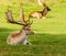 Tatton deer