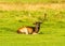 Tatton deer