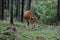 A Taunus cattle in the woods -This special  breed of cattles are very resistant and can spent all the year outside