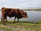 Taurus bull cow grazes on grass by the lake