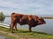 Taurus bull cow grazes on grass by the lake