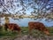 Taurus bull cow grazes on grass by the lake