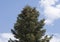 A Taurus fir tree