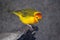 Taveta Golden Weaver