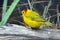 Taveta Golden Weaver