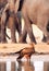 Tawney Eagle on the edge of a waterhole with elephants in the background